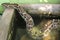 asian rock python molurus snake