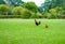 Asian Rooster Bantam cock chick red, orange black and brown colour on it at the wide grass outdoor field