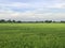 Asian rural scene - paddy field of rice with hazy sky