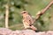 Asian russet sparrow