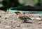 Asian russet sparrow