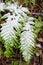 Asian saber ferns covered with snow.