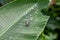 Asian scarab with black and white speckles Cerambycidae on banana leaves with dewdrops the rainy season of the Thai green forest
