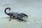 asian scorpion forest on sand in tropical garden