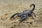 Asian Scorpions Forest on sand