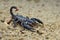 Asian scorpions forest on sand in tropical garden