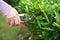 Asian senior or elderly old lady woman trim the branches with pruning shears for taking care garden in house, hobby to relax and