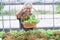 Asian senior or elderly old woman patient holding salad vegetable in farm with happy and fresh,  healthy strong medical.