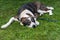 Asian Shepherd dog sleeping on the grass