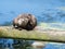 An Asian Short Clawed Otter having a scratch