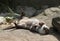 Asian Short Clawed Otter playing