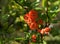 Asian shrub with red buds and blossom called quince abundant  flowers