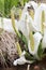 Asian skunk-cabbage Lysichiton camtschatcensis, white flowers with spadix