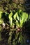 Asian skunk-cabbage or white skunk cabbage