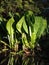 Asian skunk-cabbage or white skunk cabbage