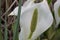 Asian skunk-cabbagee Lysichiton camtschatcensis, white flower with a spadix