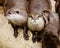 Asian small claw otters