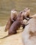 Asian small claw otters