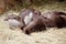 Asian small claw otters