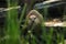 A asian small clawed otter looking at the camera. Looking through grass on the small animal which is very dangerous and attacking