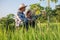 Asian smart farmer couple using digital tablet monitoring and  managing rice field organic farm. Modern technology smart farming