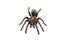 Asian species Tarantula spider Found in Thailand, the scientific name is