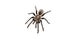 Asian species Tarantula spider Found in Thailand, the scientific name is