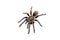 Asian species Tarantula spider Found in Thailand, the scientific name is