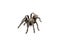 Asian species Tarantula spider Found in Thailand, the scientific name is