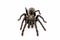 Asian species Tarantula spider Found in Thailand, the scientific name is