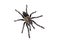 Asian species Tarantula spider  Found in Thailand, the scientific name is & x22;Haplopelma minax Theraphosidae Haplopelma