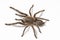 Asian species Tarantula spider Found in Thailand, the scientific name is & x22;Haplopelma minax Theraphosidae Haplopelma