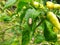 Asian Spotted Tortoise Beetle or Aspidimorpha miliaris on the leaf of a cayenne pepper plant