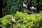 Asian storks on top tree branches