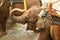 Asian Sumatran elephant side portrait, close up of face on trees background