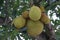 Asian summer fruit Jackfruit Scientific name Artocarpus heterophyllus Jackfruit hanging on the jackfruit tree