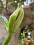 Asian summer fruits named jackfruit scientific name Artocarpus heterophyllus. It is close up shot of small baby fresh jackfruit.