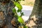 Asian summer fruits named Jackfruit scientific name Artocarpus heterophyllus. it is close up shot of small baby fresh Jackfruit. i