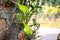 Asian summer fruits named Jackfruit scientific name Artocarpus heterophyllus. it is close up shot of small baby fresh Jackfruit. i