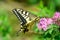 Asian swallowtail