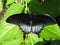 Asian Swallowtail black variation at rest with open wings