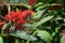 Asian swallowtail Butterfly Feeding On A Ixora Flower. Ixora flower also known as flame of the woods, jungle flame , West Indian