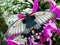 Asian Swallowtail tropic butterfly sucking nectar