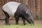 Asian tapir