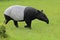 Asian tapir