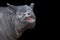 Asian tapir head isolated on black backround. Malayan tapir