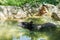 Asian Tapir in pond in the zoo