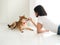 Asian teenage girl teach Japanese shiba Inu dog and feeding food reward while lie down on a floor when understand and do