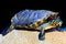 Asian terrapin turtle