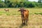 Asian thai cows stand at the rice field